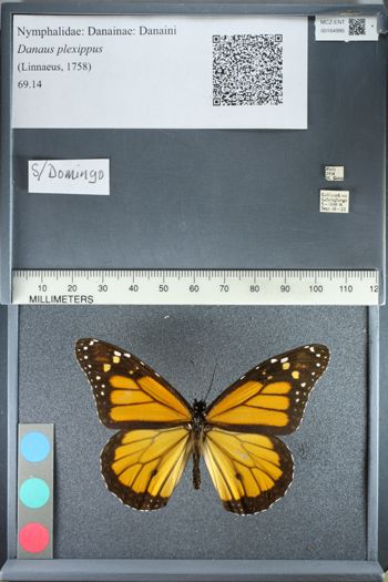 Media type: image;   Entomology 164995